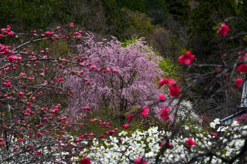 里山は花盛り　P1063566zz
