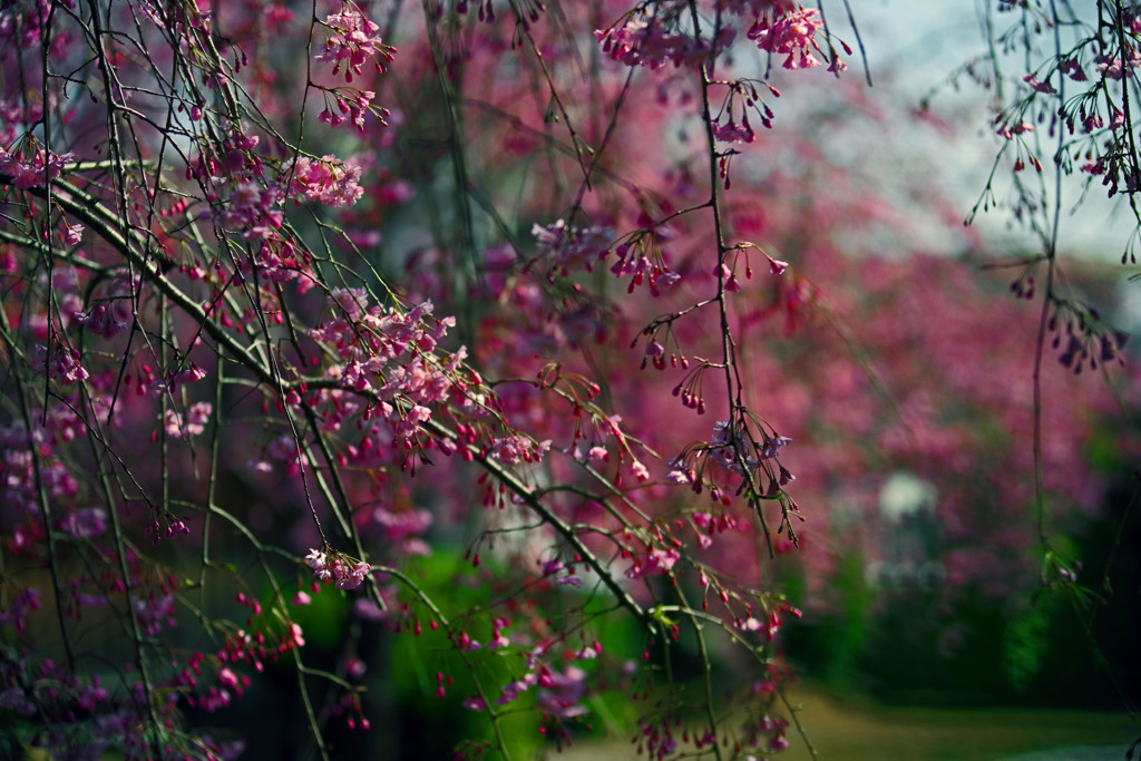 枝垂れ桜　IMGP3763zz