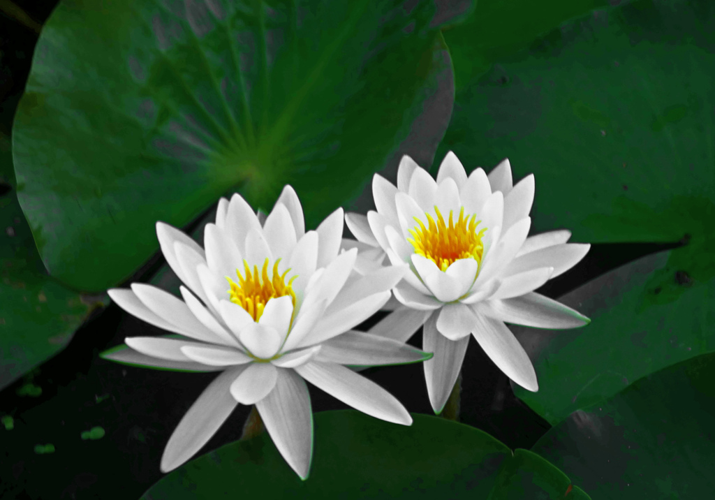 Twin water lilies　P1390130zz
