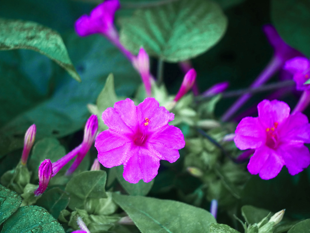 白粉花　P1390908zz