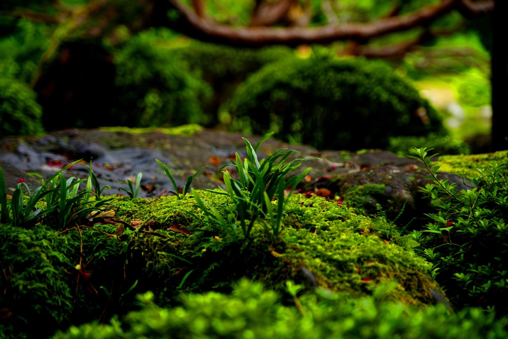 苔の庭で　IMGP2855zz