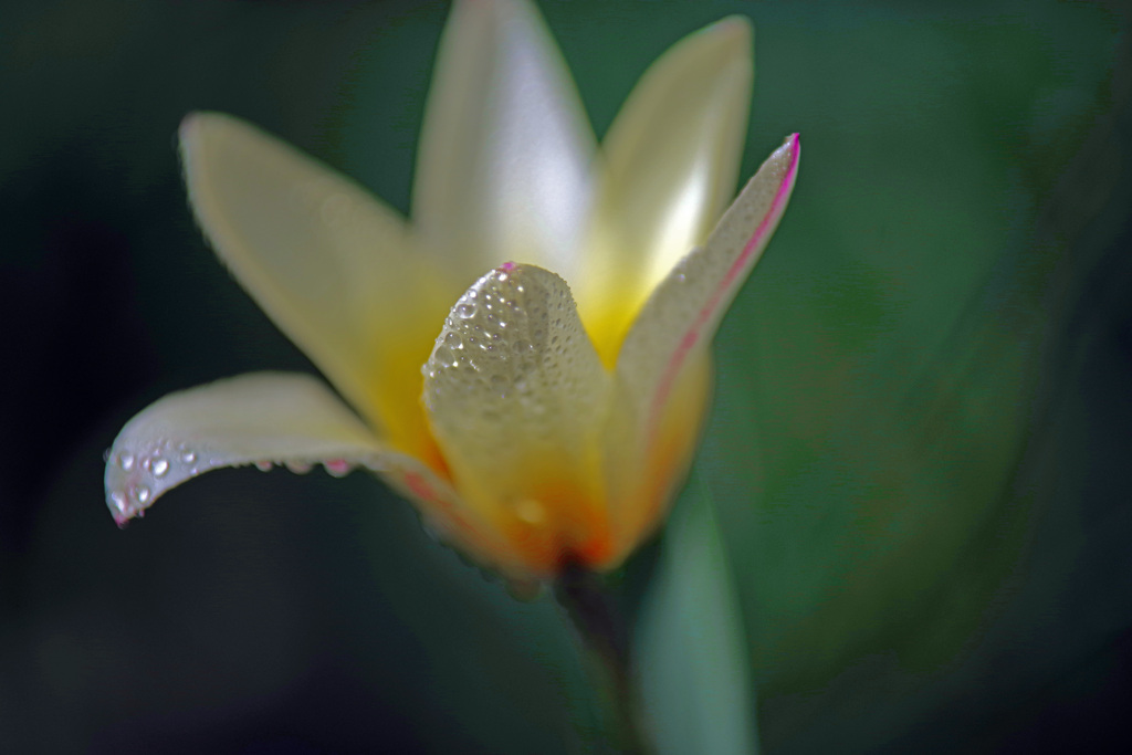 雨は魔術師Ⅱ　IMGP0762zz