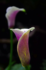 ひとしずく(前ピン)　P1180933zz