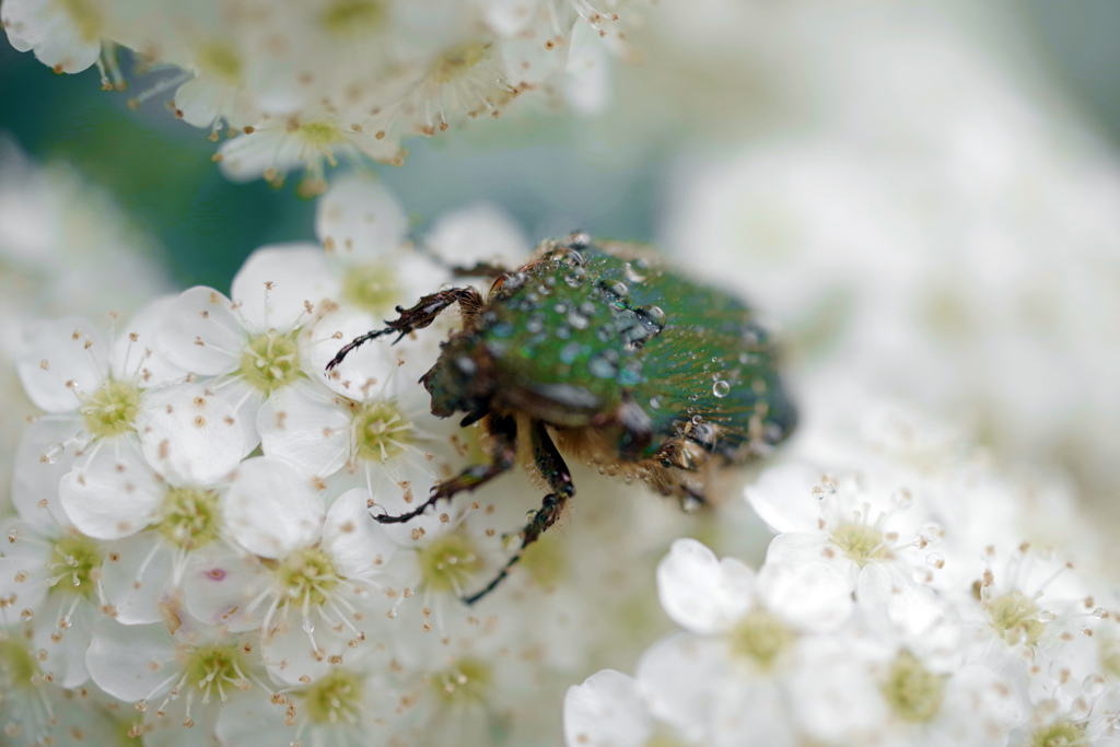 花に埋もれてハナムグリ　IMGP5831zz