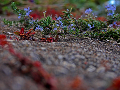 冬紅葉と春を待つ花　P1230383zz