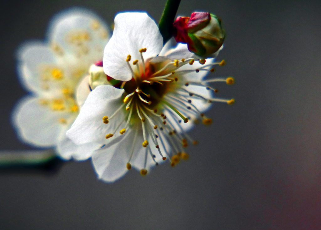 今年の初桜　P1070165zz