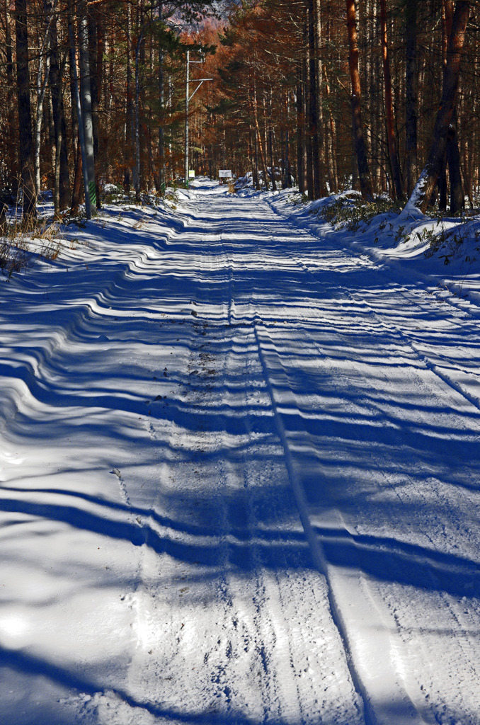 森の中の道　File0796zz