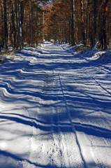 森の中の道　File0796zz