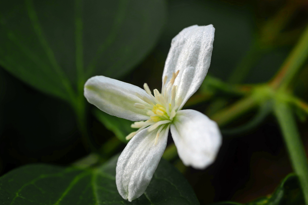 一輪咲いていました　P1440140zz