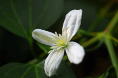 一輪咲いていました　P1440140zz