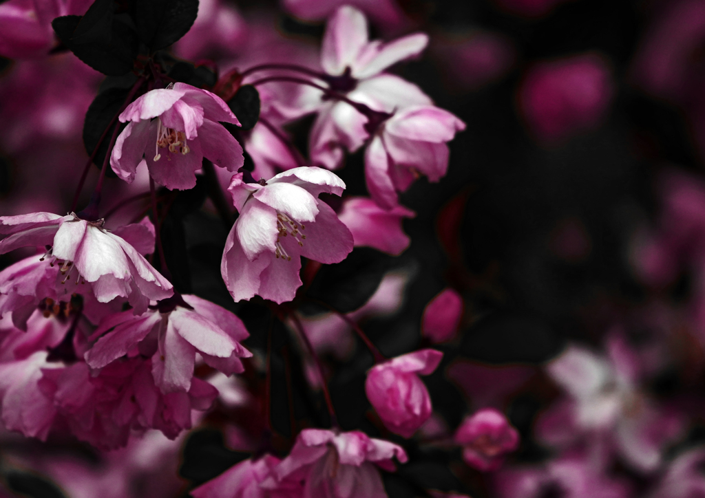 桜 妖艶　P1120901zz