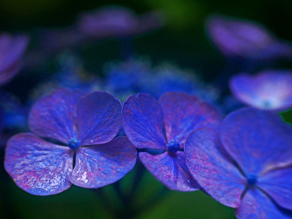 濡れた花弁　P1300784zz