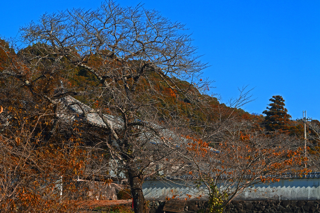 冬への序章　P1146481zz