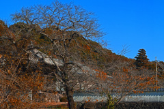 冬への序章　P1146481zz