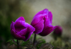 紅いアネモネ　IMGP1675zz