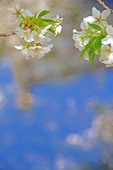 和らぐ光　IMGP5013zz