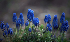 ムスカリの苑　IMGP4455zz