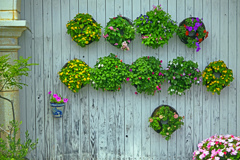 壁の花　P1010848zz