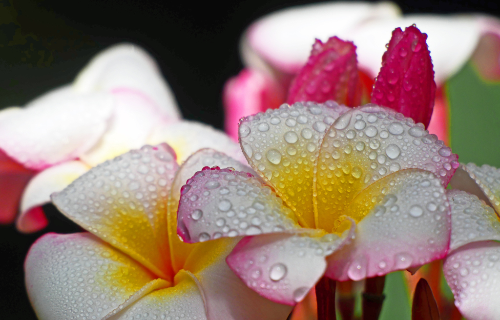 びしょ濡れ美人　P1210126zzP1600529zz