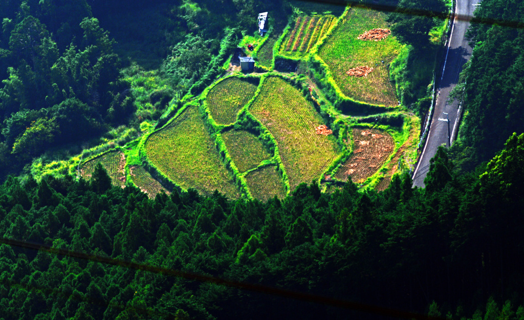 俯瞰する棚田　IMGP9490zz