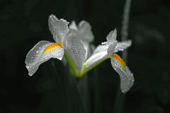 白いアイリス　IMGP5851zz