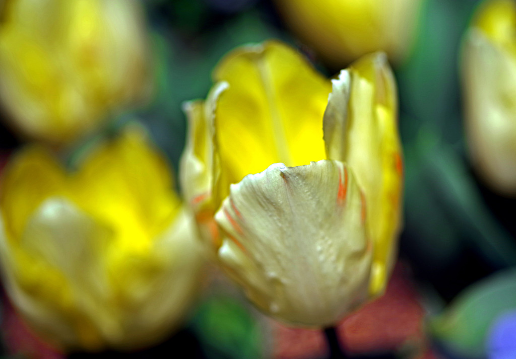 黄色いチューリップ　IMGP2480zz
