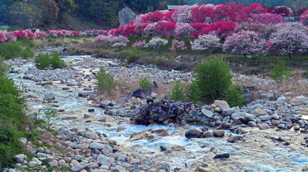 満開の花桃の里　P1075127zz