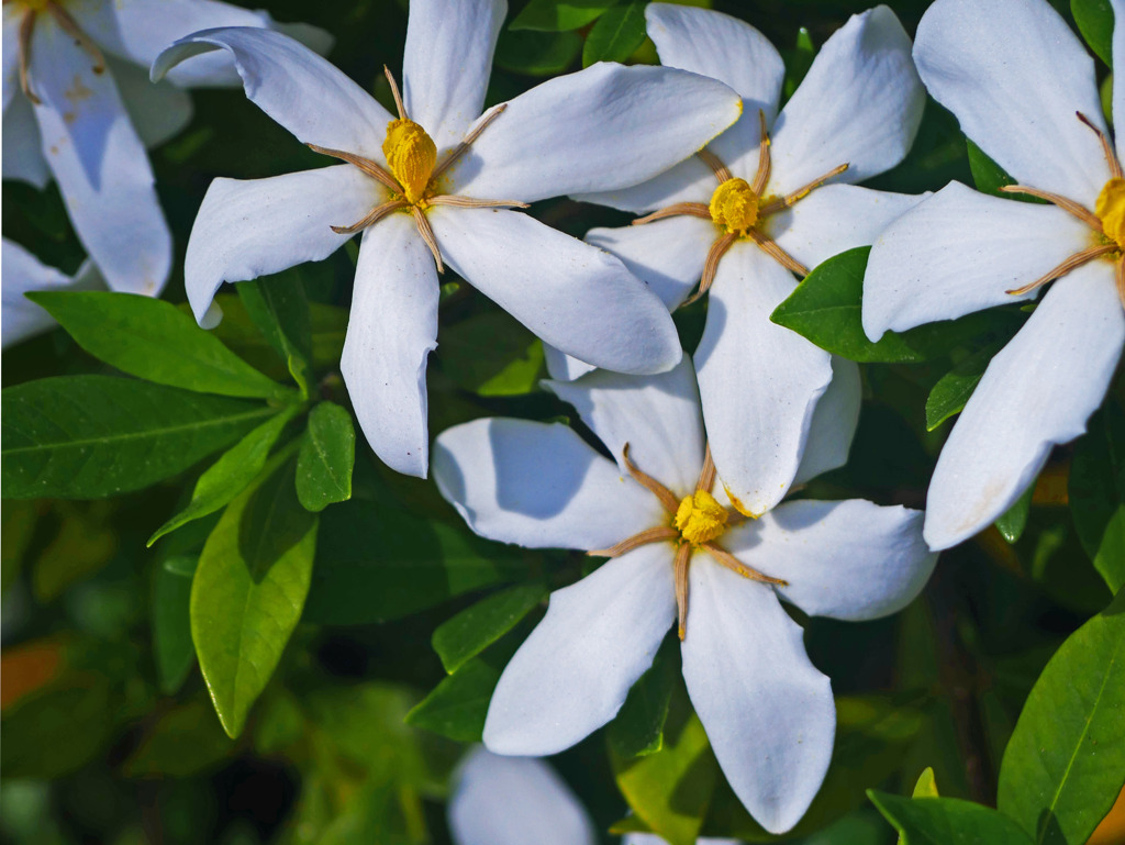 何故かぎこちない花　P1300090zz