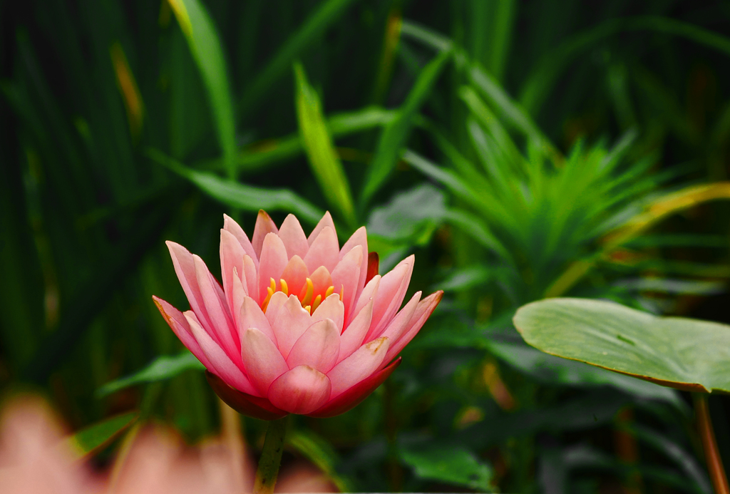 可憐に咲く　P1190386zz