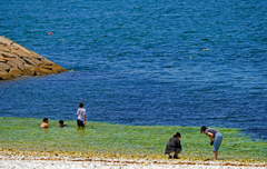 それぞれの海辺　P1012194zz