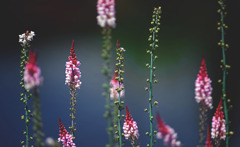 五月五日の背比べ　IMGP5331z