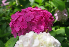 城跡に咲く花Ⅲ　P1087347zz