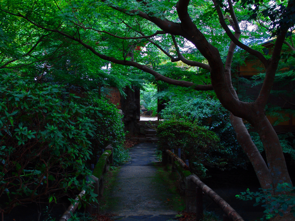 緑陰の古刹　DSC00874zz