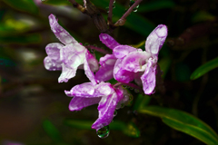 濡れそぼる花　P1380409zz
