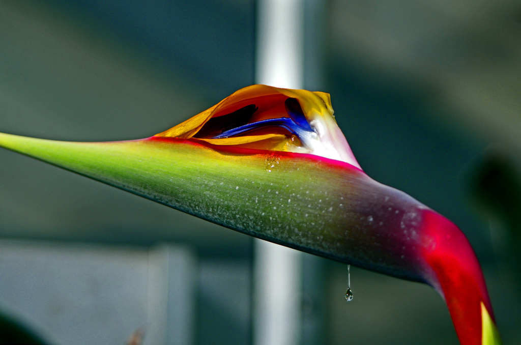 極楽鳥花の涙　IMG0210zz