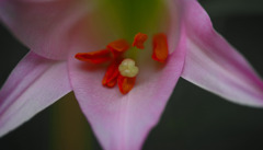 蕊の美　IMGP7369zz