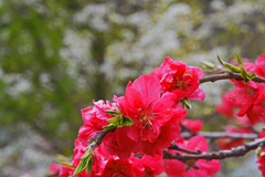 紅い花桃　P1063453zz