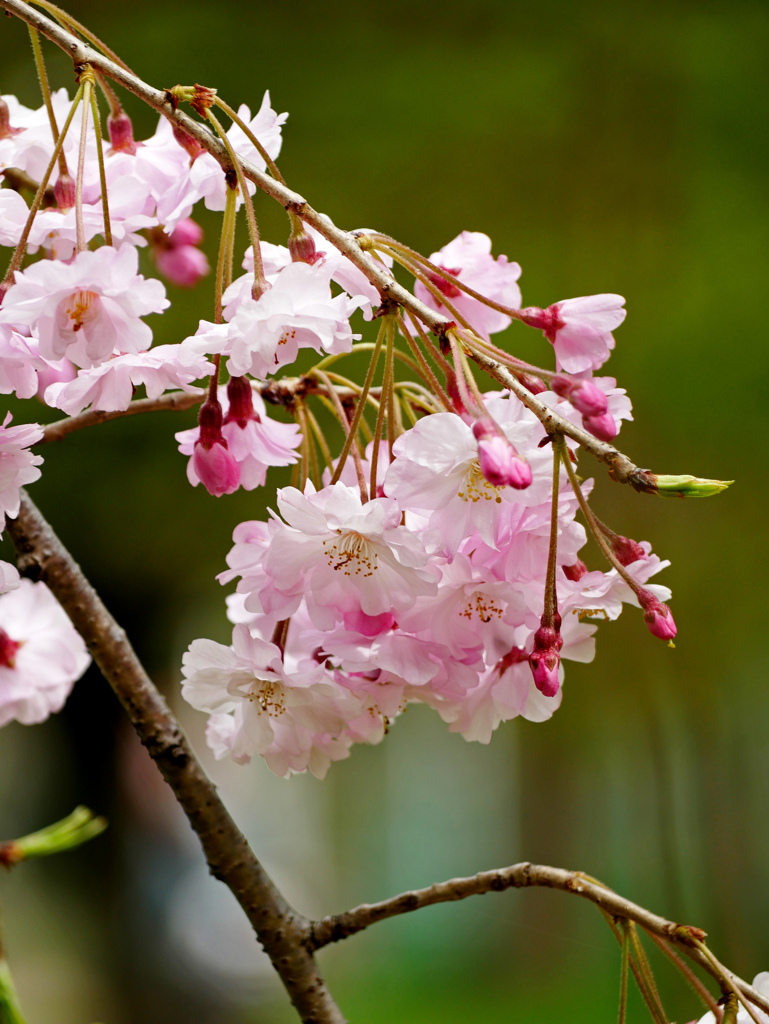 八重枝垂れ桜　P1150074zz