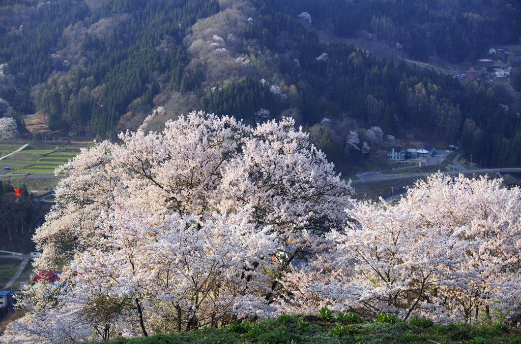二反田の桜　_IGP4592zz