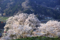 二反田の桜　_IGP4592zz