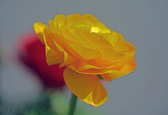 黄色いラナンキュラス　IMGP2349zz