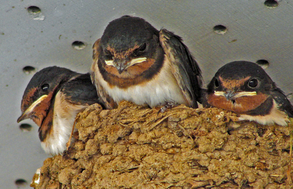 もうすぐ巣立ち　5140z