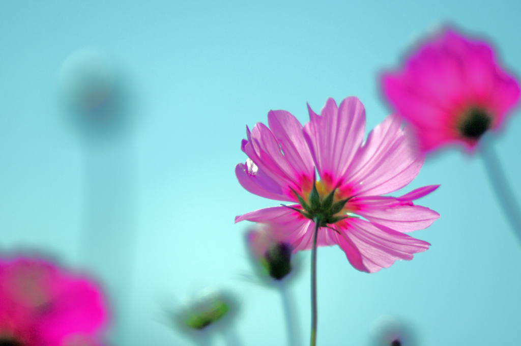 裏見の秋桜　IMGP0100zz