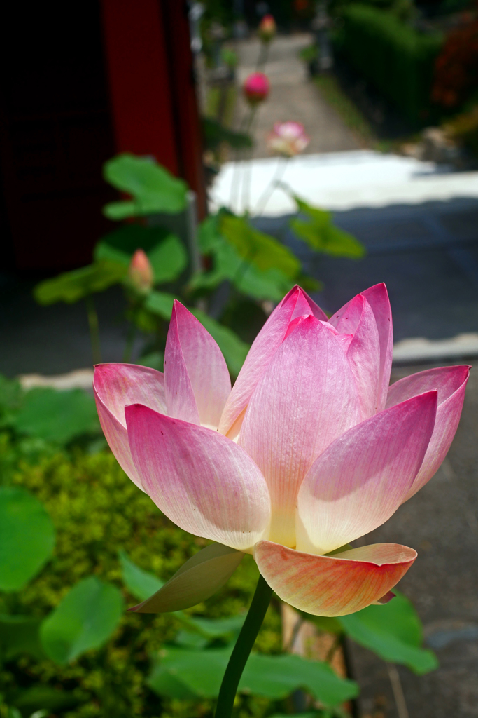 蓮華咲く参道　P1200115zz