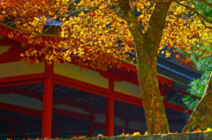 朱と黄色い紅葉Ⅱ　_IMG9561zz