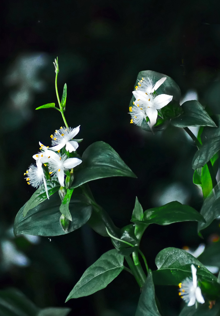 白花露草　P1240246zz