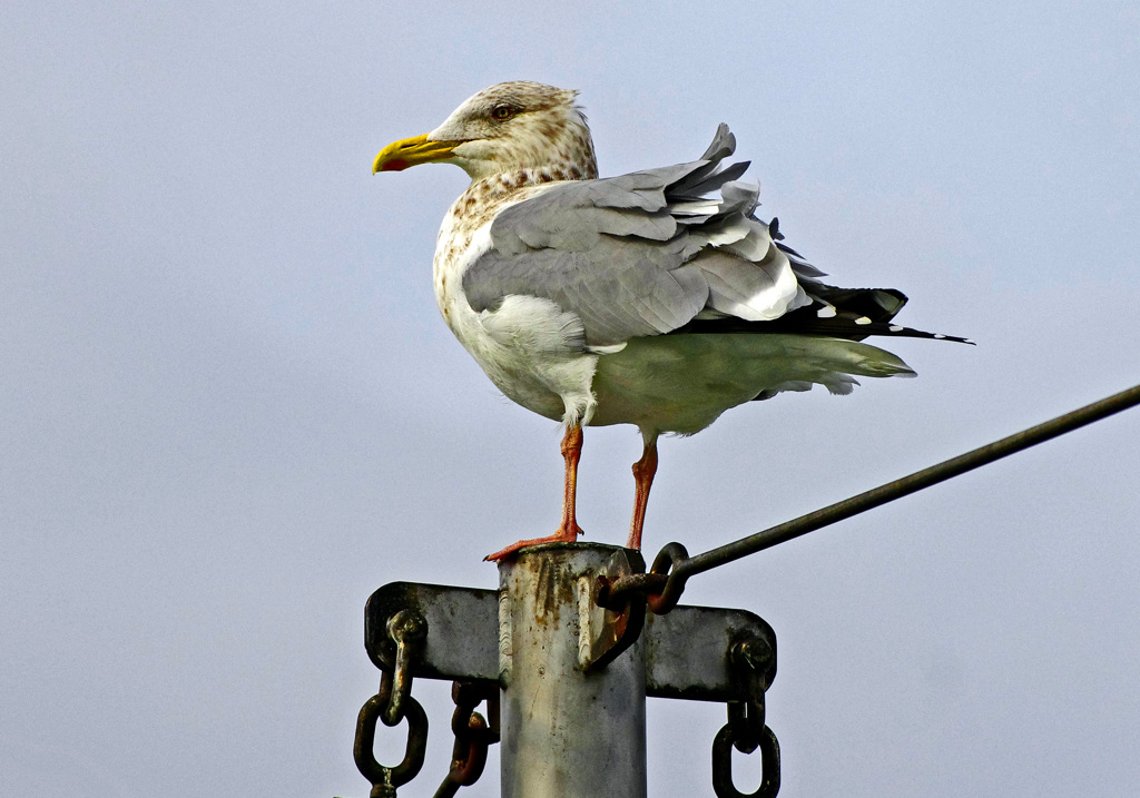 風見鶏　IMG0484zz