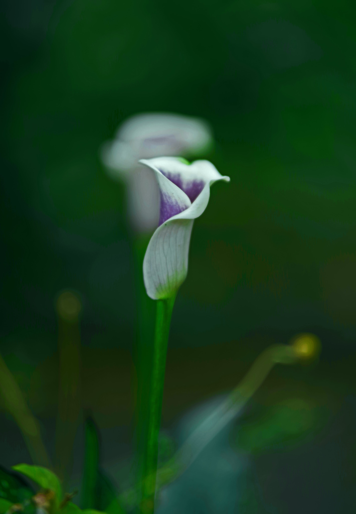 パープルカラー　IMGP3904zz