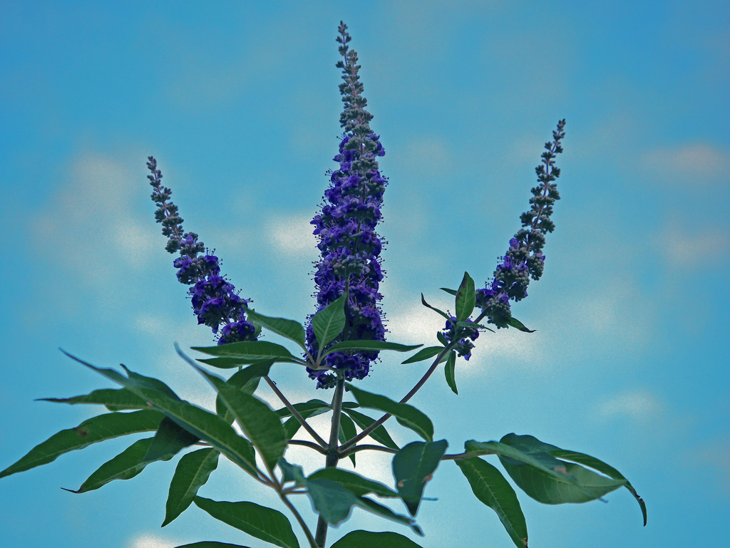 西洋人参木　P1690155zz