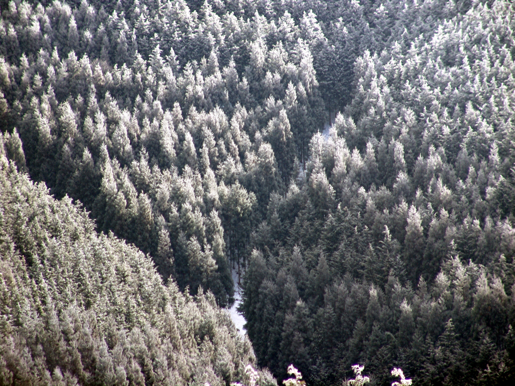 樹氷の森　DSC01683